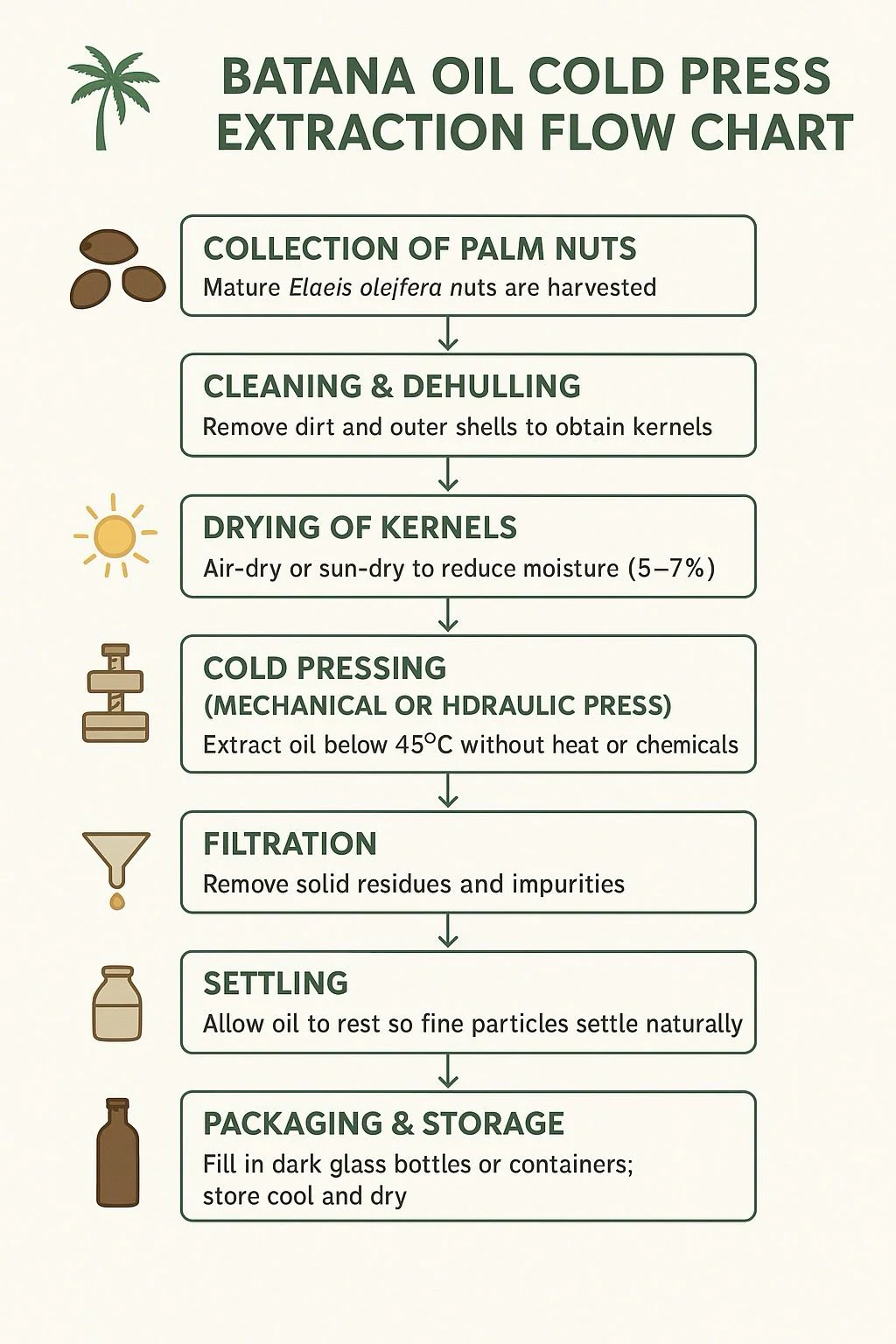 Batana Oil- Cold Pressed - Image 2