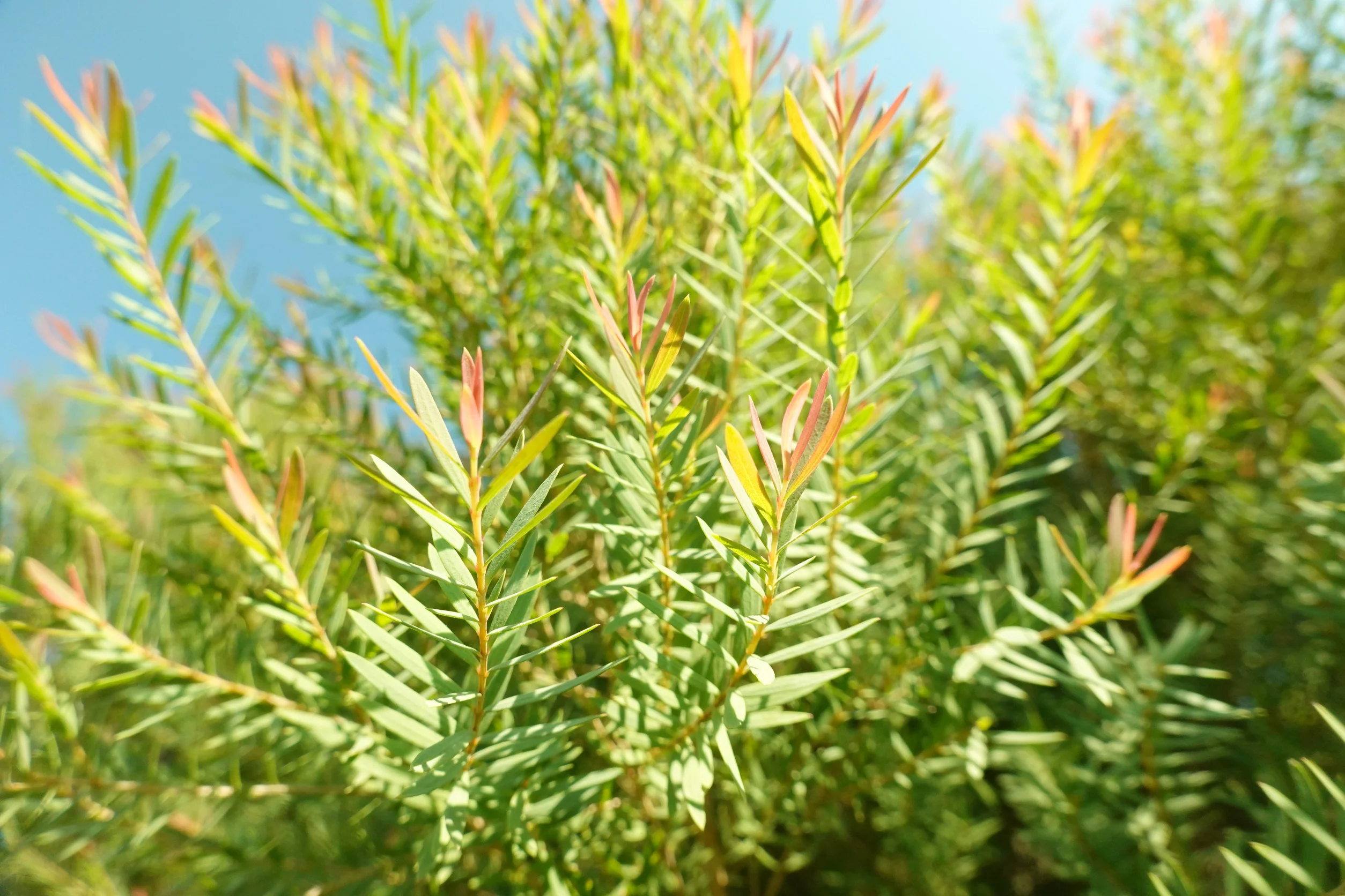 Tea Tree Essential Oil-Purifying Scalp Care - Image 2