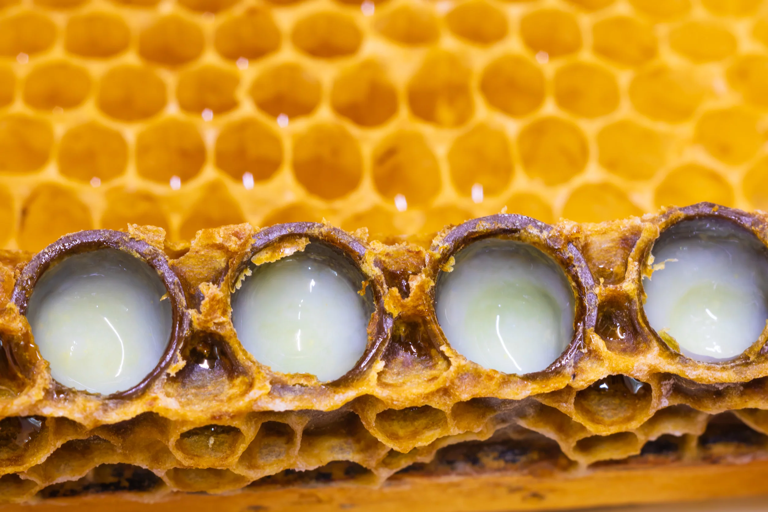 Royal Jelly Extract 6% 10-HDA - Image 2