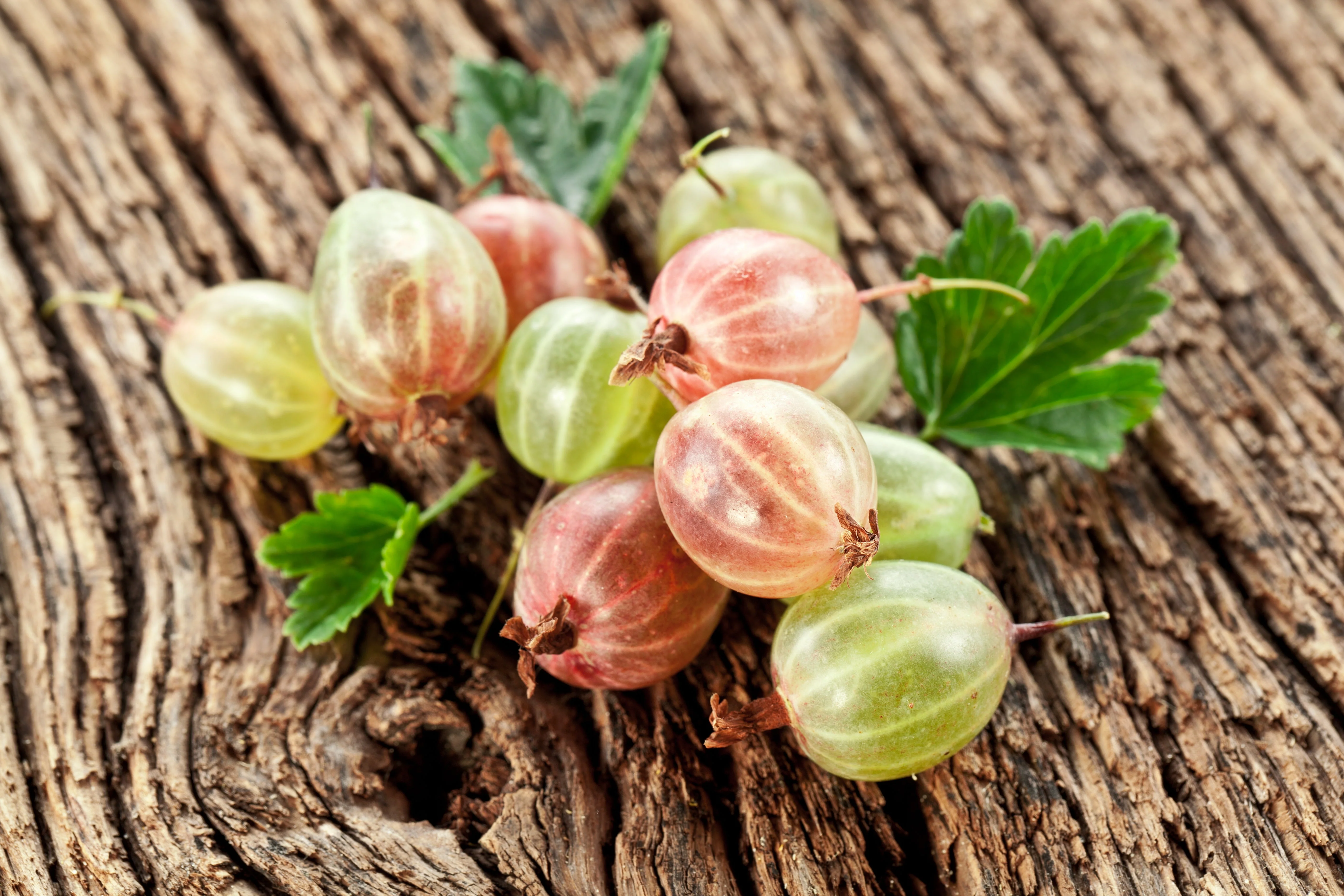Gooseberry Oil (Amla Oil) - Virgin - Image 2