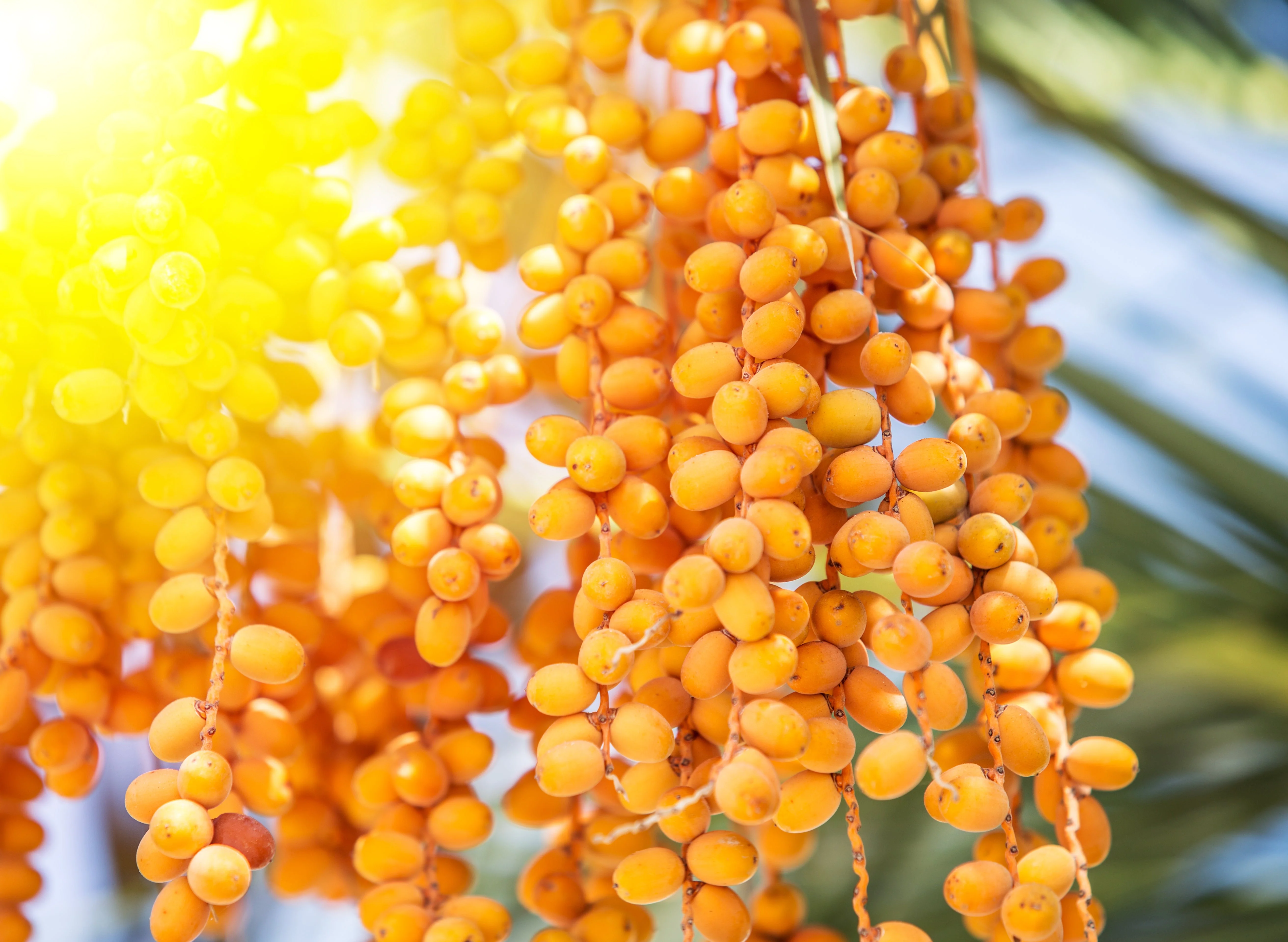 Ojon Oil (Caiaue) - Virgin - Image 2